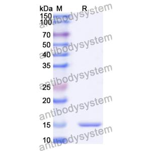 Anti-Human PSIP1 Nanobody (SAA1182)