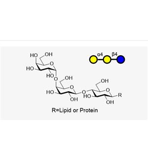 P k ( Gala1,4Galb1,4GlcbR ),P k ( Gala1,4Galb1,4GlcbR )