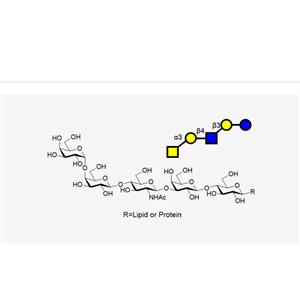 P1 ( Gala1,4Galb1,4GlcNAcb1,3Galb1,4GlcbR ),P1 ( Gala1,4Galb1,4GlcNAcb1,3Galb1,4GlcbR )