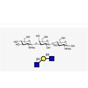 GlcNAcb1, 3Galb1, 4GlcNAc