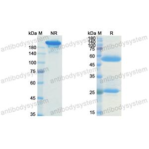 Research Grade Humanized HLA-G-0104  (DHM00601)