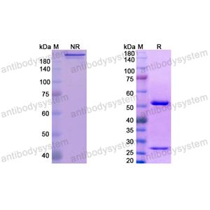 Research Grade ABX-IL8  (DHC79102)
