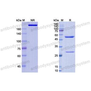 Research Grade HuJ591-Gsmab  (DHG01302)