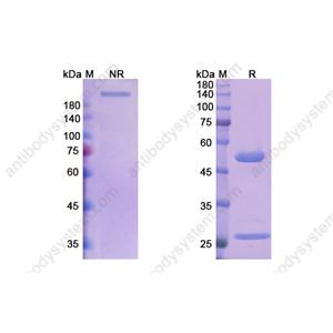 Research Grade Bebtelovimab  (DVV00319)