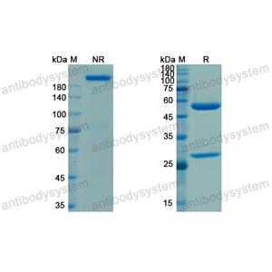 Tixagevimab,Research Grade Tixagevimab (AZD8895) (DVV00308)