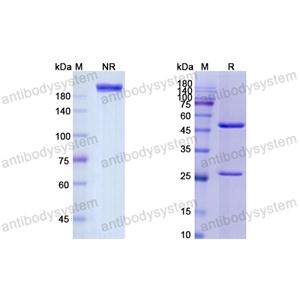 Research Grade Ansuvimab  (DVV03607)