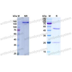 Research Grade Cilgavimab (AZD1061)  (DVV00302)