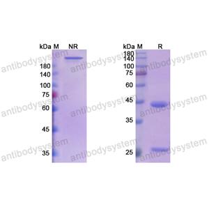 Research Grade STT-5058  (DHB99001)