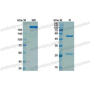 Research Grade Nadecnemab  (DHA95601)