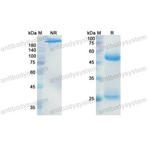 Research Grade Lonigutamab  (DHC29908)