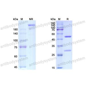 Research Grade Ebdarokimab  (DHD84003)