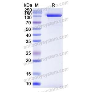 Research Grade Acapatamab  (DHG01305)