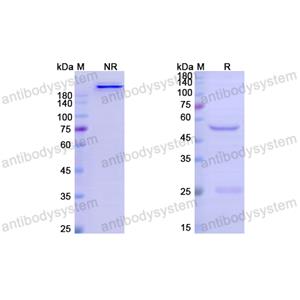 Research Grade Cevostamab  (DHJ94701)