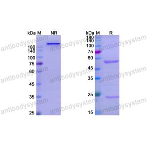 Research Grade Pabinafusp Alfa  (DHC02001)