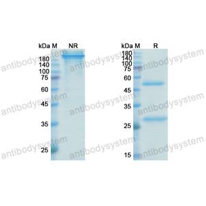 Research Grade Befovacimab  (DHC82801)