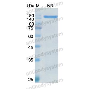 Research Grade Vibecotamab  (DHD72503)