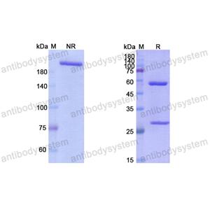 Research Grade Zalifrelimab  (DHD17202)