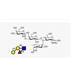 α-Gal LewisX Gala1,3Galb1,4(Fuca1,3)GlcNAc