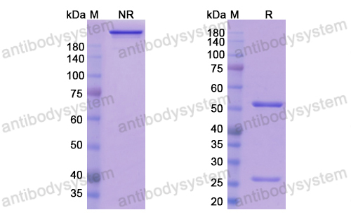 斯妥尤单抗,Research Grade Sirtratumab  (DHK06801)
