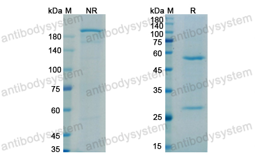 艾妥单抗,Research Grade Apamistamab  (DHC34001)