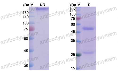 安德利昔单抗,Research Grade Andecaliximab(DHD06801)