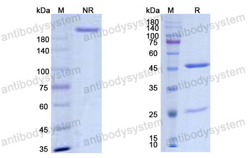 地利伏單抗,Research Grade Diridavumab(DVV03801)