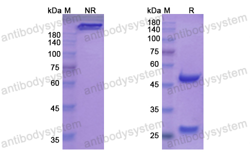 伐利组单抗,Research Grade Vatelizumab(DHD23401)