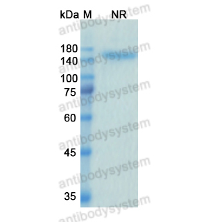 阿拉赛珠单抗,Research Grade Alacizumab  (DHE16603)