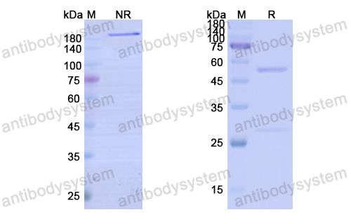 比美吉珠单抗,Research Grade Bimekizumab(DHH28803)