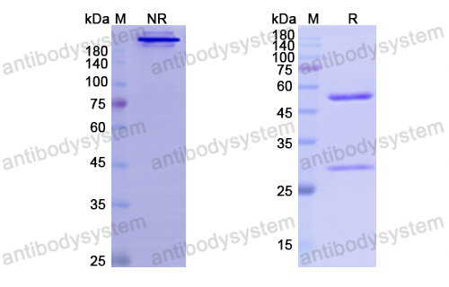 貝索單抗,Research Grade Besilesomab  (DHD98101)