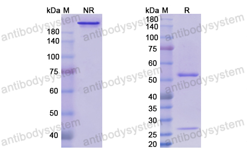 伏洛昔單抗,Research Grade Volociximab  (DHC35101)