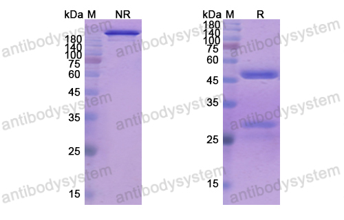 马帕木单抗,Research Grade Mapatumumab  (DHA05901)