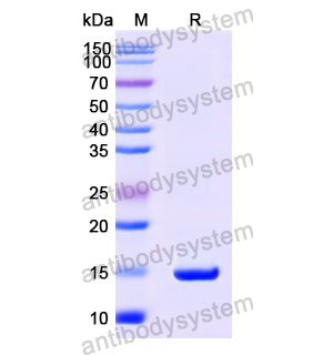 抗 Human PSA/KLK3 納米抗體 (SAA1220)(RHC24202),Anti-Human PSA/KLK3 Nanobody (SAA1220)