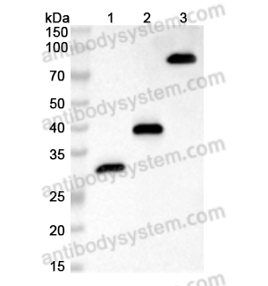 抗体：HA Tag (YPYDVPDYA) Antibody (12CA5), HRP RGK08791,HA Tag (YPYDVPDYA)