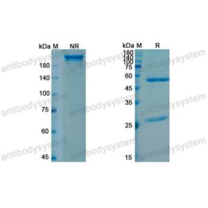 Research Grade Sutimlimab (DHC43601)