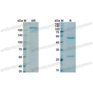 Research Grade Apamistamab  (DHC34001)