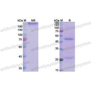 安德利昔单抗,Research Grade Andecaliximab(DHD06801)