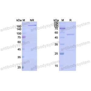 比美吉珠单抗,Research Grade Bimekizumab(DHH28803)