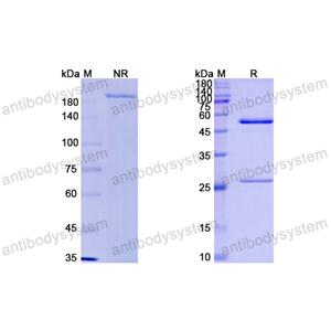 Research Grade Milatuzumab  (DHC08001)