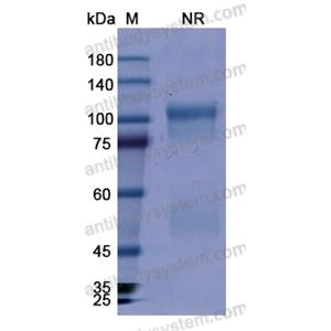 Research Grade Abatacept  (DHE03429)