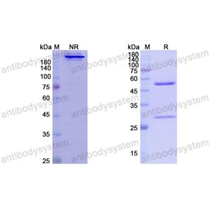 貝索單抗,Research Grade Besilesomab  (DHD98101)