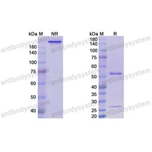 伏洛昔單抗,Research Grade Volociximab  (DHC35101)