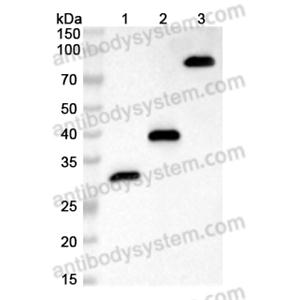 Anti-HA Tag (YPYDVPDYA) Antibody (12CA5) (RGK08701)