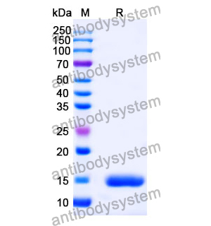 抗 Human TP53/p53 納米抗體 (SAA1165)(RHC10003),Anti-Human TP53/p53 Nanobody (SAA1165)