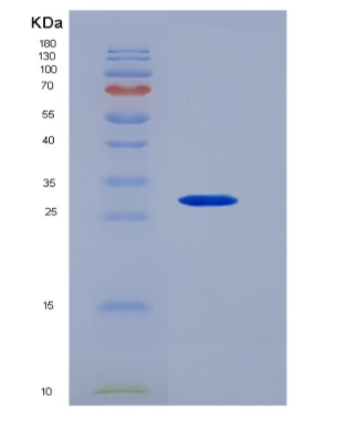 Recombinant Signaling Lymphocytic Activation Molecule Family, Member 5 (SLAMF5),Recombinant Signaling Lymphocytic Activation Molecule Family, Member 5 (SLAMF5)