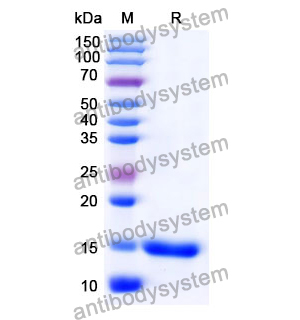 抗 Human CD152/CTLA4 納米抗體 (SAA0918)(RHD17202),Anti-Human CD152/CTLA4 Nanobody (SAA0918)