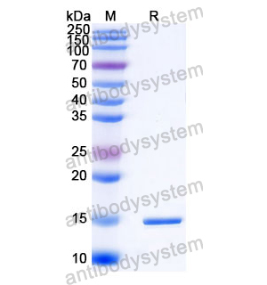 抗 Human CD366/HAVCR2/TIM-3 納米抗體 (SAA1348)(RHJ28401),Anti-Human CD366/HAVCR2/TIM-3 Nanobody (SAA1348)