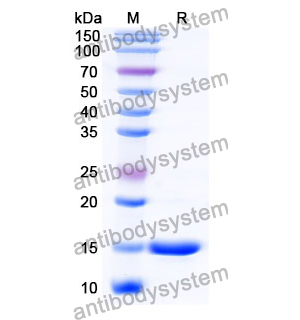 抗 Human RECQL5 納米抗體 (SAA1130)(RHB42605),Anti-Human RECQL5 Nanobody (SAA1130)