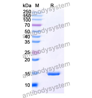 抗 SARS-CoV-2 S Protein 納米抗體 (SAA1069)(RVV00158),Anti-SARS-CoV-2 S Protein Nanobody (SAA1069)