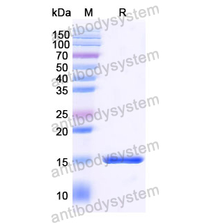 抗 SARS-CoV-2 S Protein 納米抗體 (SAA1073)(RVV00162),Anti-SARS-CoV-2 S Protein Nanobody (SAA1073)